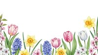 Spring flower border with tulips, daffodils and hyacinths on white background for greeting cards, invitations and seasonal design projects.