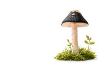 Dark cap mushroom with speckled stem growing in green moss on white background, isolated for nature illustrations and botanical designs.