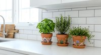 Fresh herbs basil rosemary thyme growing in terracotta pots on white kitchen counter near window for cooking and culinary use in modern home interior.