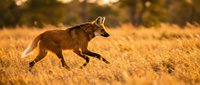 Wild fox running through golden autumn grassland during sunset with warm bokeh background creating natural wildlife scene for outdoor adventure content.