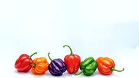 Colorful bell peppers in rainbow arrangement on white background isolated for cooking and healthy eating designs.