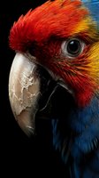 Colorful macaw parrot head close-up with vibrant red, blue and yellow feathers against black background for wildlife and nature projects.