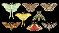 Colorful moth and butterfly collection isolated on transparent background, ready for clipart, t-shirt design, stickers, sublimation, and print-on-demand projects.
