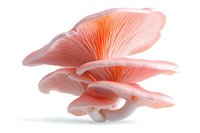 Pink oyster mushrooms cluster with delicate gills and layered caps against white background, fresh organic produce isolated for culinary and food photography.