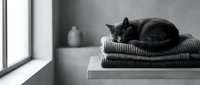 Tabby cat resting on folded knit sweaters near a bright window in monochrome tones, conveying cozy home comfort and relaxation.