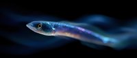 Luminescent deep sea fish swimming in dark waters, glowing with bioluminescent blue and purple colors against black background, mysterious marine life.