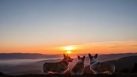 Group of dogs sitting together watching golden sunrise over mountain landscape with misty valleys and warm orange sky colors.