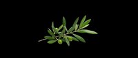 Olive branch with green leaves and small olives, isolated on transparent background. Ready for stickers, T-shirt design, clipart, sublimation, and print on demand use.