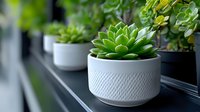 Green succulent plant in modern white ceramic pot with textured pattern on windowsill, selective focus creates soft blurred background for home decor and gardening.