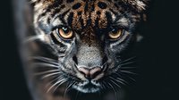 Close-up portrait of majestic jaguar with intense golden eyes and distinctive spotted coat pattern against dark background for wildlife photography.