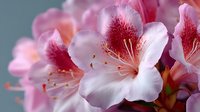Pink azalea flowers in full bloom with delicate petals and visible stamens creating a soft spring garden atmosphere for nature and botanical designs.