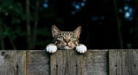 Curious tabby kitten peeking over wooden fence with bright yellow eyes and white paws in outdoor garden setting for pet and animal concepts.
