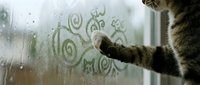 Young tabby cat drawing on wet window glass with paw, creating playful marks on condensation during rainy day indoors.