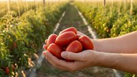 Fresh ripe red tomatoes cupped in hands at organic farm vineyard during golden hour harvest time for healthy eating and agriculture concepts.