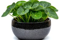 Peperomia plant with round green leaves growing in modern black ceramic pot isolated on white background for home decor and interior design.