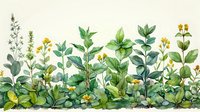 Watercolor botanical illustration of green herbs and yellow wildflowers growing in natural arrangement, suitable for nature-themed designs.