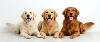 Three golden retriever dogs in different coat shades lying together on white background, happy expressions with tongues out, perfect for pet care advertising.