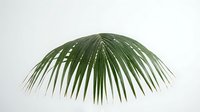 Tropical palm leaf frond with radiating green blades on white background, isolated botanical element for natural design projects and summer themes.