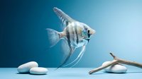 Angelfish with flowing fins swimming near white stones and driftwood against blue gradient background for aquarium and nature designs.