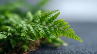 Fresh green fern leaves growing from dark soil with soft natural lighting and shallow depth of field for botanical and nature themes.