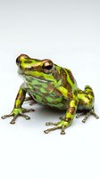 Vibrant green and brown tree frog with detailed skin texture and prominent eye, isolated on white background for design and educational use.
