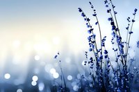 Delicate blue wildflowers silhouetted against soft bokeh background at dawn create dreamy natural atmosphere with morning dew sparkles and gentle light.