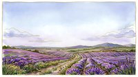 Lavender field landscape with rolling hills and mountains in distance, watercolor style illustration for nature, agriculture, and countryside design projects.