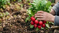 Farmer holding freshly harvested red radishes with green leaves in vegetable garden, organic farming and sustainable agriculture concept.