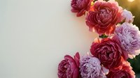 Colorful ranunculus flowers in pink, purple and coral tones arranged as corner border on white background with warm sunlight and copy space for text.