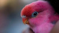 Pink and red Bourke's parakeet close-up portrait showing vibrant feathers, bright blue eye, and curved beak against soft blurred background, side view macro photography.