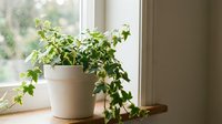 Potted trailing plant with lush green foliage cascading from cream ceramic container positioned on windowsill with natural light, suitable for home decor and interior design projects.