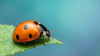 Red ladybug with black spots crawling on green leaf with water droplets against soft blue background for nature and garden themes.