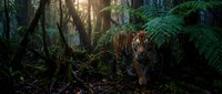 Majestic tiger walking through dense tropical rainforest with sunlight filtering through lush green ferns and vegetation creating dramatic natural lighting.