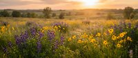 Golden sunset illuminates vibrant wildflower meadow with purple and yellow blooms across rolling countryside landscape during warm summer evening.