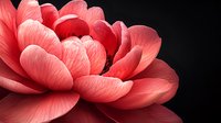 Macro shot of coral pink peony petals against dark background showcasing delicate texture and layered arrangement. Dramatic lighting emphasizes natural floral curves.