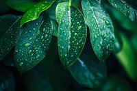 Fresh green leaves covered with water droplets after rain, creating a refreshing natural scene for environmental or wellness concepts.