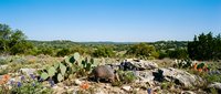 Desert landscape with armadillo foraging among cacti and wildflowers under clear blue sky in natural habitat for wildlife and nature photography projects.