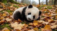 Young giant panda cub playing among fallen autumn leaves in forest setting, surrounded by golden and brown foliage during fall season.