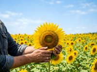 Farmer holding mature sunflower with blooming field in background, agricultural harvest concept for farming, agriculture, and rural business use.