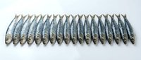 Fresh sardines arranged in neat row on white background isolated for culinary design and seafood market advertising purposes.