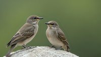 Two small songbirds perched on stone against soft green background. Wildlife photography showcasing natural bird behavior and avian species interaction.