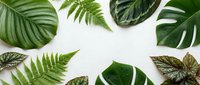 Tropical leaves frame on white background with monstera, fern and exotic foliage creating natural border for botanical design projects and organic branding.
