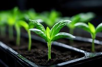 Young green seedlings growing in black plastic seed tray with rich dark soil. Fresh plant sprouts emerging from earth for gardening and agriculture concepts.