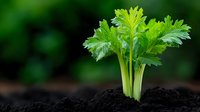 Fresh green celery seedlings growing in rich dark soil with vibrant leaves emerging from earth against blurred natural background for organic gardening concepts.