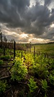 Regenerating forest landscape with young green vegetation growing among charred tree stumps under dramatic storm clouds and golden sunlight breaking through.