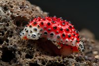Vibrant red and white sea slug with black spiny tubercles crawling on rocky coral reef surface, macro underwater photography.