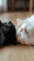 Close-up of black and white cats lying together on wooden floor, showing contrast between their fur colors and whiskers in soft natural lighting.