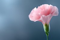 Single pink carnation flower with delicate ruffled petals against soft blue background, showcasing gentle natural lighting and shallow depth of field.