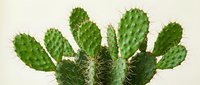 Vibrant green prickly pear cactus with multiple paddle-shaped stems and sharp spines isolated on neutral background, suitable for botanical designs and nature projects.