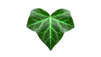 Isolated green ivy leaf with prominent veins forming heart shape on white background, suitable for botanical designs, nature graphics, and eco-friendly branding projects.